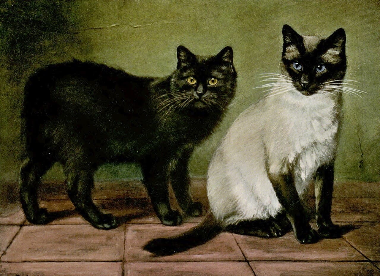 সিয়ামিজ বিড়ালছানা জোড়া