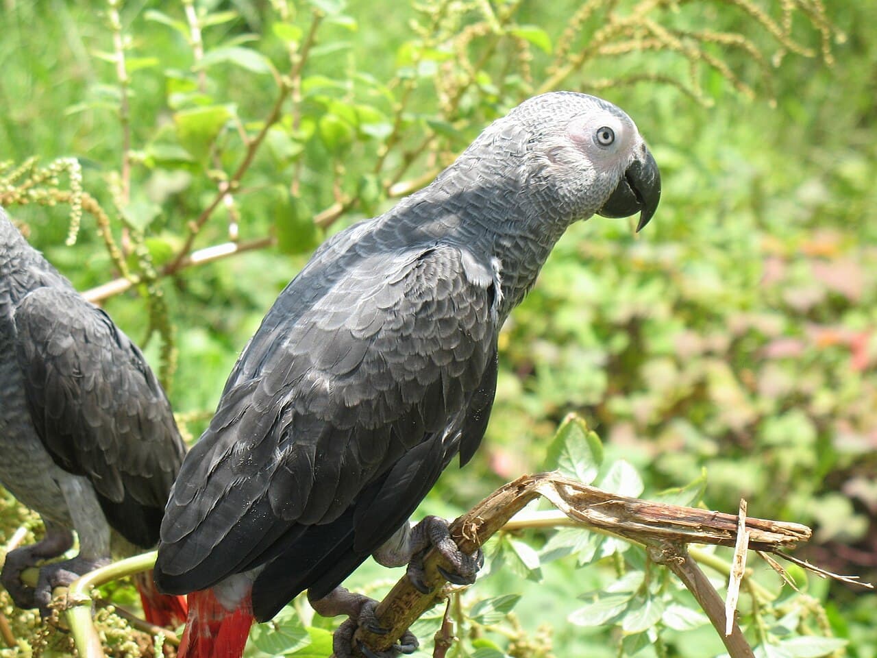 আফ্রিকান গ্রে — কাগজপত্র সহ