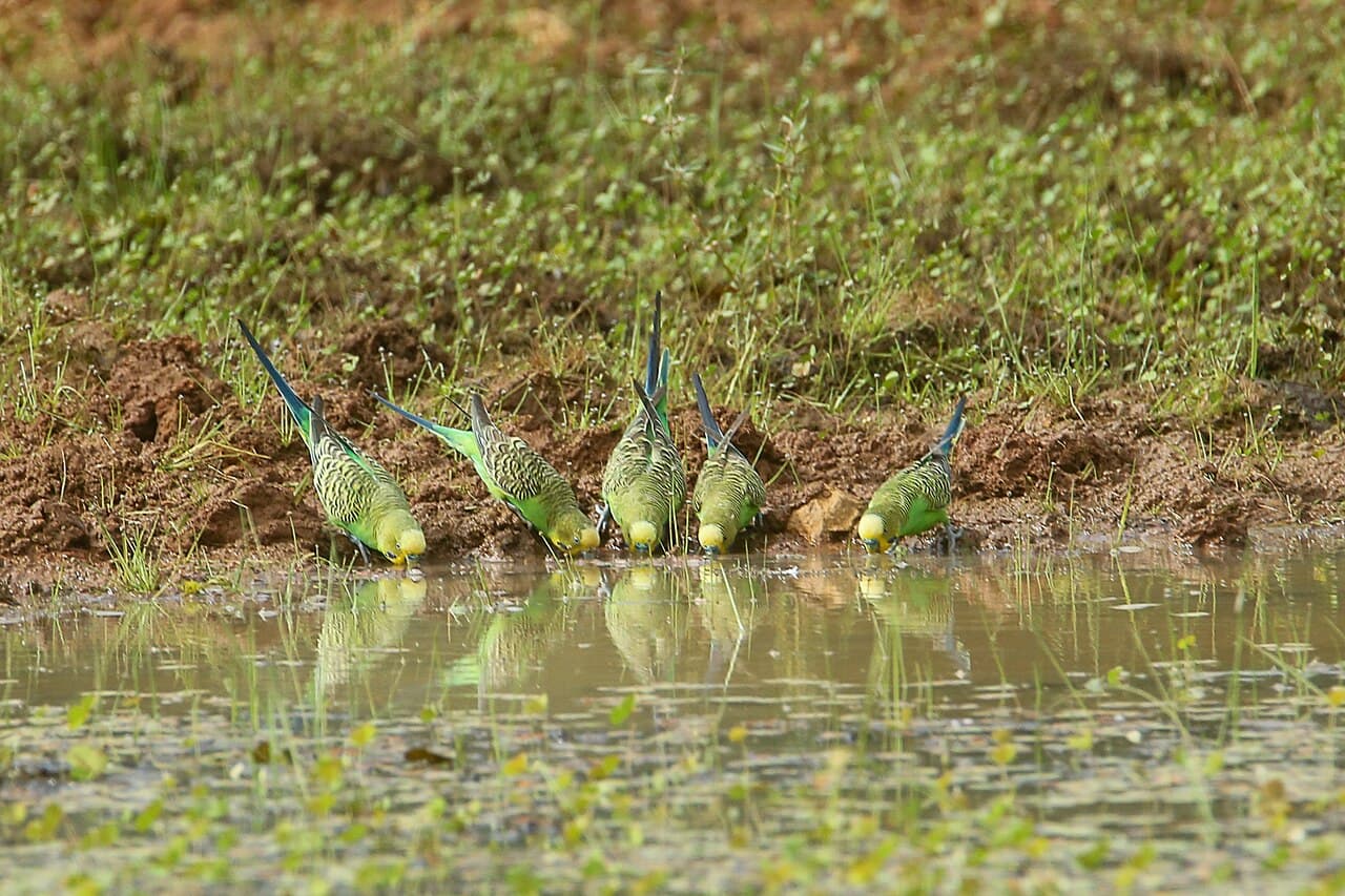 বাজরিগার জোড়া — ব্রিডিং রেডি