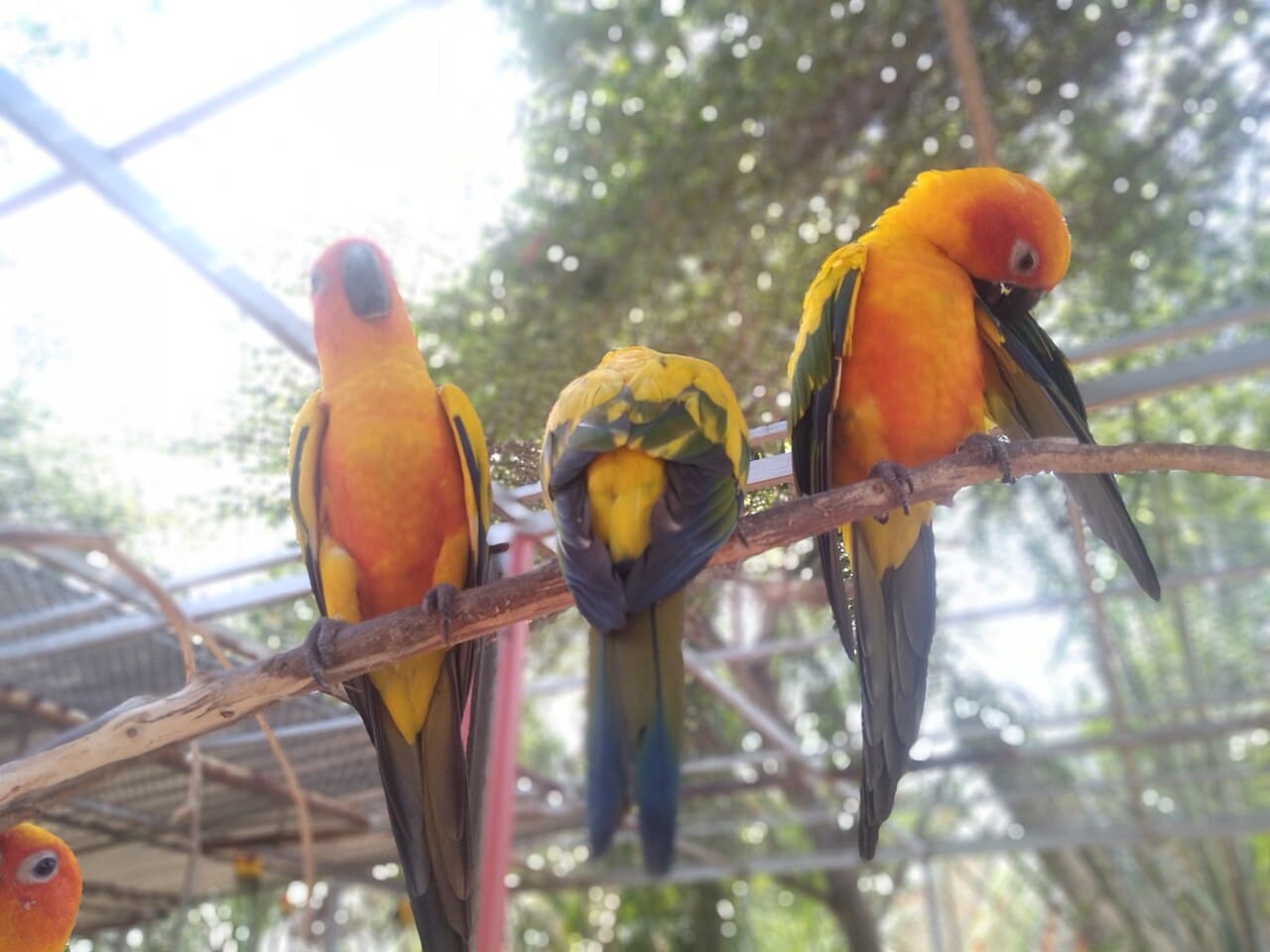 বাংলাদেশে কোন পাখি পালা ও বিক্রি করা বৈধ?