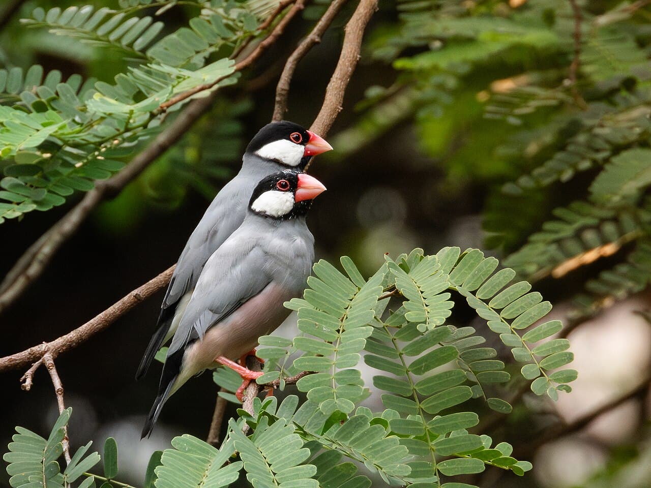 জাভা স্প্যারো — ৬টি একসাথে