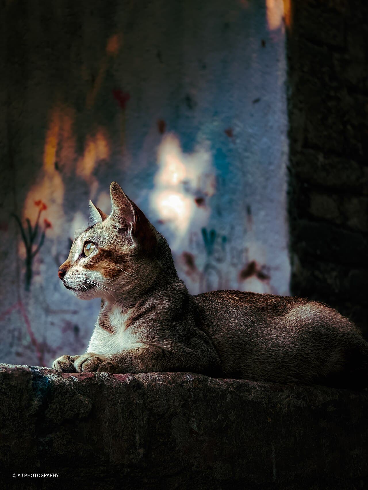 দেশি বিড়াল — ট্যাবি, ১ বছর