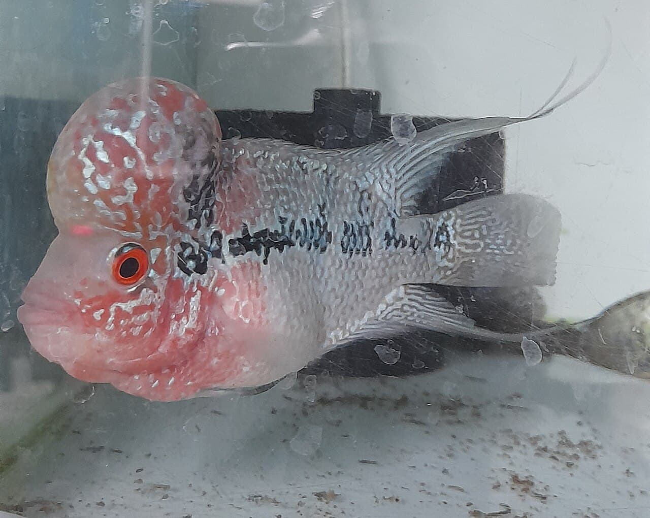 ফ্লাওয়ারহর্ন — ভালো কক
