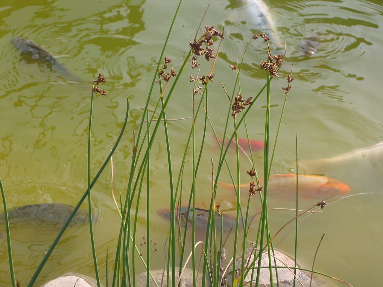 কই মাছ — জাপানি জাত, ৪টি