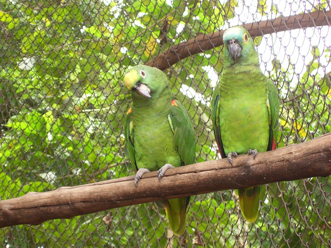 পাখির খাঁচা — বড়, ৩ ফুট